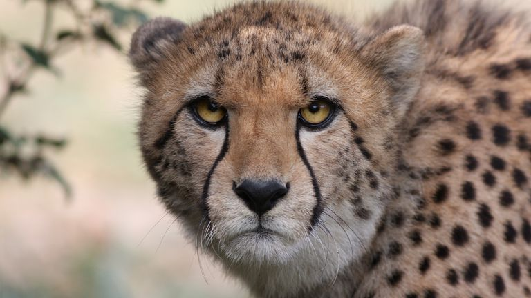 A velocidade é uma característica impressionante no reino animal. Os cinco animais mais rápidos do mundo, o falcão peregrino, o guepardo, o peixe-espada, a antílope pronghorn e o andorinhão-pequeno, são verdadeiros campeões da velocidade em seus respectivos ambientes. Suas habilidades de movimento rápido lhes permitem sobreviver e prosperar. Através de adaptações físicas e fisiológicas incríveis, esses animais demonstram a beleza e a eficiência da evolução. Portanto, se você está fascinado pela velocidade, não deixe de aprender mais sobre esses animais impressionantes e suas habilidades surpreendentes.